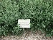 Prostanthera rotundifolia