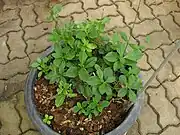 Talinum paniculatum, Talinum caffrum, Talinum portulacifolium, Talinum fruticosum (Gemüse oder Salat)