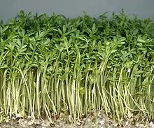 Essbare Sprossen der Gartenkresse