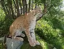 2022 Eurasischer Luchs