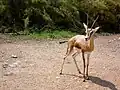 Dorkasgazelle(Gazella dorcas)