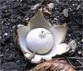 Gewimperter ErdsternGeastrum fimbriatum