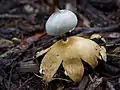Kamm-ErdsternGeastrum pectinatum