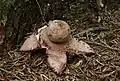 Rötender ErdsternGeastrum rufescens
