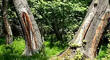 Naturschutzgebiet Köyceğiz