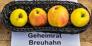Geheimrat Breuhahn