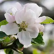 Einzelblüte
