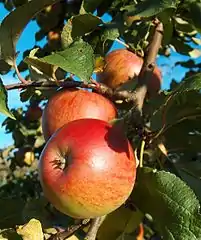 Äpfel der Sorte Gehrers Rambur am Baum