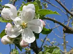 Blüte