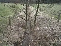 Trockenes Bachbett zwischen Viehweiden