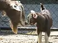 Die Toggenburger Ziegen Famke und der Jungbock Bram im Jahre 2013