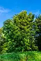 Gelbe RosskastanieAesculus flava