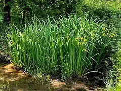 Sumpf-Schwertlilie im Auwald