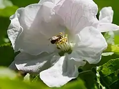 Blüte