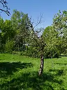 Ganzer Baum