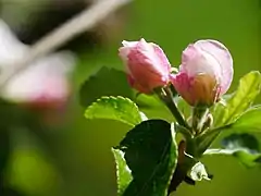 Knospen