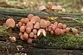 Gelbstieliger Nitrat-HelmlingMycena renati