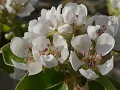 Blüten