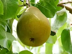 Einzelne Frucht