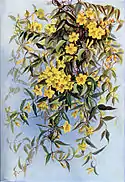 Gelsemium sempervirens in Southern Wild Flowers and Trees
