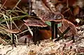 Stink-SchwindlingGymnopus foetidus