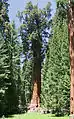 General Sherman Tree