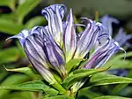Blüten von der Seite