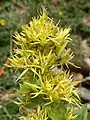 Gelber Enzian(Gentiana lutea)