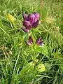 Ungarischer Enzian(Gentiana pannonica)