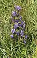 Lungen-Enzian (Gentiana pneumonanthe)