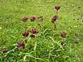 Purpur-Enzian(Gentiana purpurea)