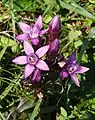 Deutscher Fransenenzian (Gentianella germanica)