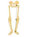 O-Beine