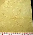 Haarstern Geocoma carinata