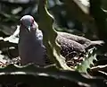 Diamanttaube (Geopelia cuneata)