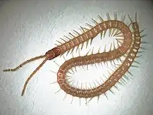 Auch Erdläufer (Geophilomorpha) sind in Mitteleuropa häufige Vertreter der Hundertfüßer. Mit etwa 1300 bekannten Arten sind sie die artenreichste Ordnung der Hundertfüßer.