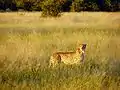Gepard im Chobe-Nationalpark