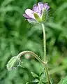 Rückseite der Blüte