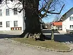 Gerichtslinde