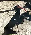 Waldrapp im Zoo Duisburg