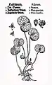 Mattioli / Handsch / Camerarius 1586