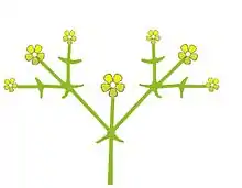 Grundschema eines Dichasiums