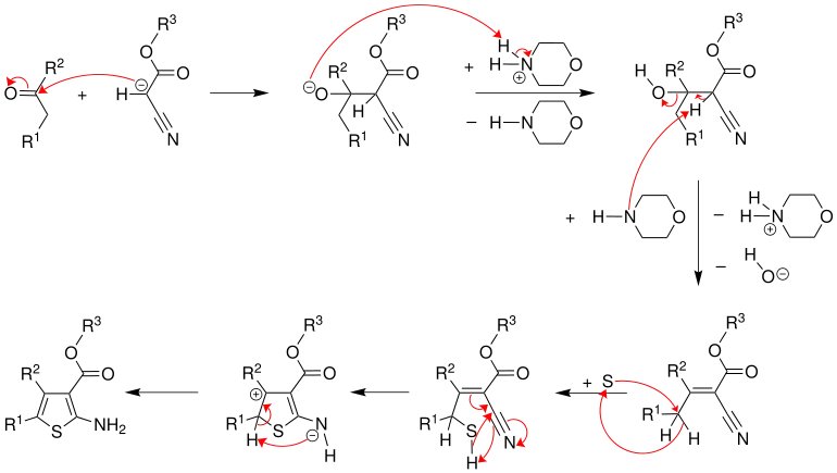 Reaktionsmechanismus der Gewald-Reaktion