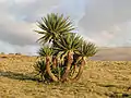Riesen-LobelieLobelia rhynchopetalum