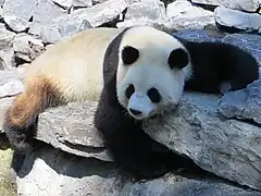 Großer Panda