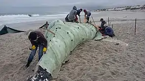 Metallhaken helfen später beim Zusammensetzen der Platten