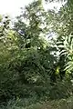 An der Brücke ist der höchste Ginkgo im Park (etwa 40 Meter hoch)