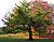 Ginkgo