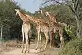 Giraffen schauen vom Lionspruit-Areal über den Zaun in den Marloth Park