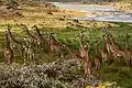 Giraffen im Arusha-Nationalpark